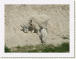 Mountain Goats - Icefields Parkway * 2592 x 1944 * (1.63MB)